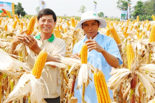 Đồng bào Khmer phát triển kinh tế nhờ chuyển đổi cây trồng - ảnh 1